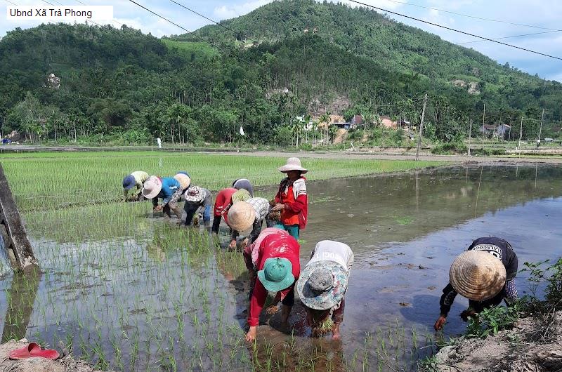 Ubnd Xã Trà Phong