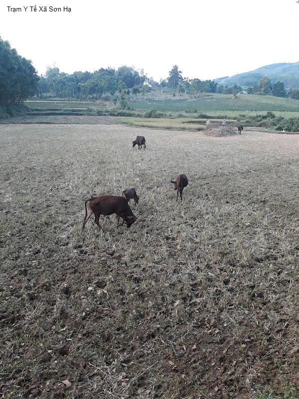 Trạm Y Tế Xã Sơn Hạ
